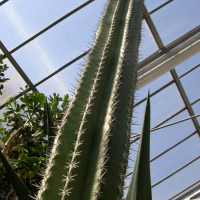 Carnegia = Carnegiea gigantea (Saguaro, Cactus géant)