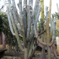 cereus_aethiops3md (Cereus aethiops)