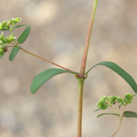 chamaesyce_hypericifolia5md (Euphorbia hypericifolia)