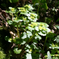 chrysosplenium_alternifolium3sd