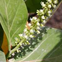 coccoloba_uvifera4md (Coccoloba uvifera)