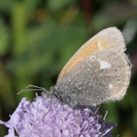 coenonympha_glycerion2bd (Coenonympha glycerion)