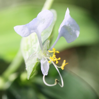 commelina_mascarenica4md (Commelina mascarenica)