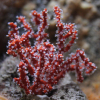 Corallium rubrum (Corail rouge, corail de joaillerie)