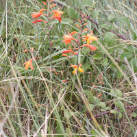 Crocosmia x crocosmiiflora (Montbrétia)