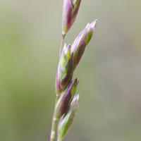 danthonia_decumbens3md (Danthonia decumbens)