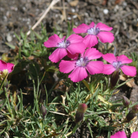 dianthus_deltoides6md (Dianthus deltoides)