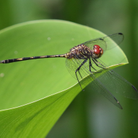 dythemis_sterilis3bd (Dythemis sterilis)