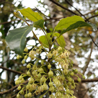 Elaeocarpus hildebrandtii (Elaeocarpus)