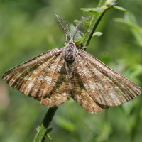 ematurga_atomaria4bd (Ematurga atomaria)