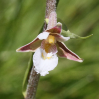 epipactis_palustris5md (Epipactis palustris)