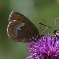 erebia_euryale2bd (Erebia euryale)