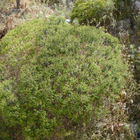 Euphorbia_acanthothamnos