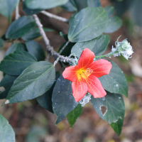 Hibiscus boryanus (Ketmie de Bory, Mahot bâtard)