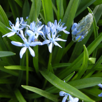 hyacinthoides_italica2md