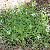 Lobularia canariensis (Alysson des Canaries)