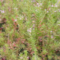 lythrum_hyssopifolia2md