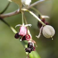 Pittosporum_crassifolium