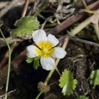 ranunculus_aquatilis3bd