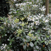 Rhododendron loranthiflorum (Rhododendron)