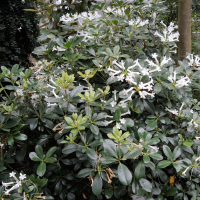 rhododendron_loranthiflorum1md