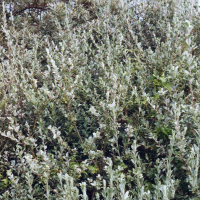 Salix repens (Saule rampant, Sauleron, Saule argenté)