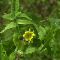 sonchus_oleraceus3md