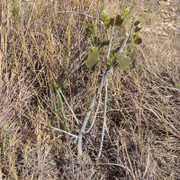 Adenia olaboensis (Adenia)