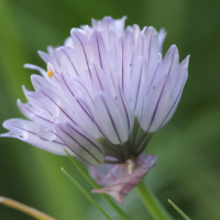 allium_schoenoprasum4bd (Allium schoenoprasum)