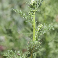 Artemisia chamaemelifolia (Armoise à feuilles de camomille)