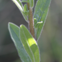 aster_amellus5md (Aster amellus)