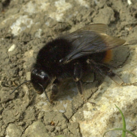 bombus_lapidarius2md (Bombus lapidarius)