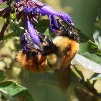 bombus_rubicundus2bd (Bombus rubicundus)