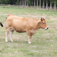 Bos taurus (15) (Vache maraîchine)