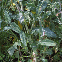 Brassica_napus (Brassica napus)