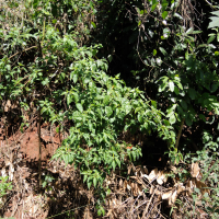 Capsicum frutescens (Piment oiseau)