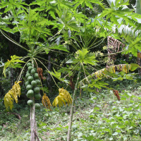 carica_papaya8md (Carica papaya)