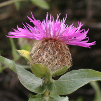 centaurea_pectinata2md