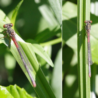 ceriagrion_tenellum3md (Ceriagrion tenellum)