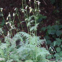 cirsium_erisithales4md (Cirsium erisithales)