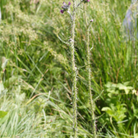 cirsium_palustre2md (Cirsium palustre)