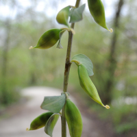 corydalis_solida5md