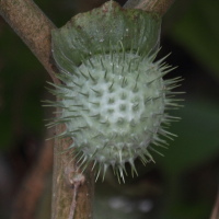 datura_inoxia4bd (Datura inoxia)