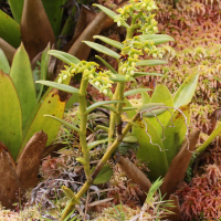 Epidendrum dendrobioides (Orchidée)