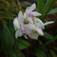 Epidendrum patens (Epidendrum)