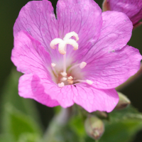 epilobium_hirsutum2bbd (Epilobium hirsutum)