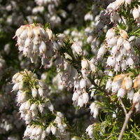 erica_arborea4md (Erica arborea)