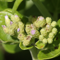 eupatorium_integrifolium2md (Eupatorium integrifolium)