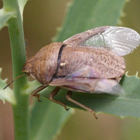 Eurygaster austriaca (Punaise des céréales)