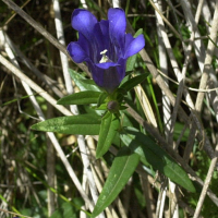 gentiana_pneumonanthe5md